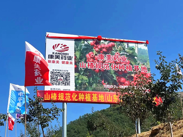 4.康美药业与山东中平药业共建的山楂规范化种植基地_副本.jpg
